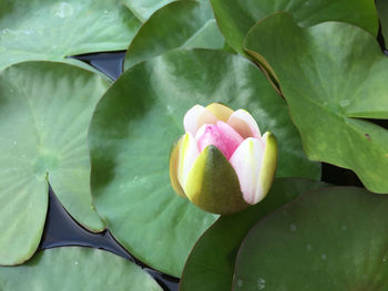 Close-up of lotus water lily