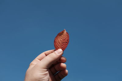 Cropped hand holding autumn leaf against clear blue sky