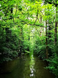 Scenic view of river amidst trees in forest