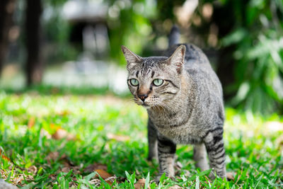 Portrait of a cat on field