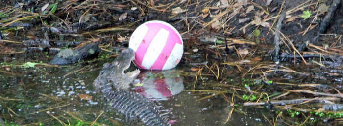 View of trees in water