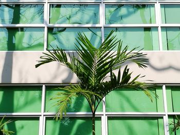 Close-up of potted plant against window
