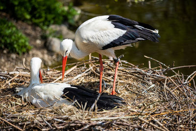 Bird perching on nest