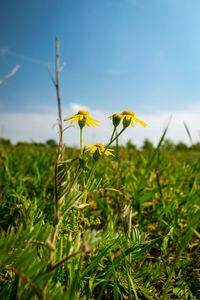 Close-up of yellow flowering plant on field