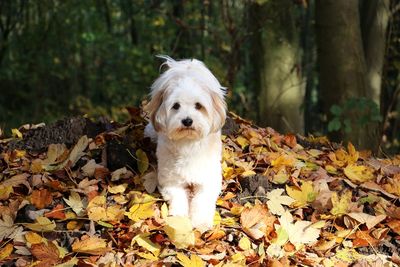 Portrait of dog on leaves in forest during autumn