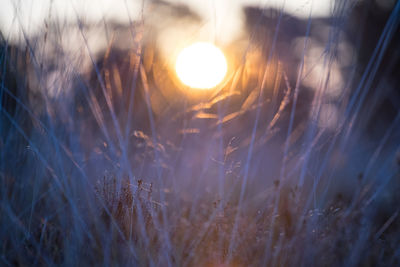 Close-up of stalks in field at sunset