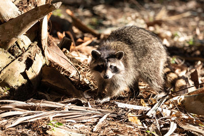 Young raccoon procyon lotor marinus forages for food in naples florida among the forest.