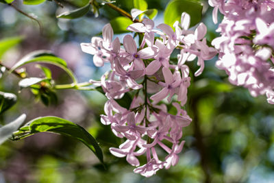 Close-up of pink flowering plant