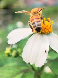 Close-up of bee pollinating flower