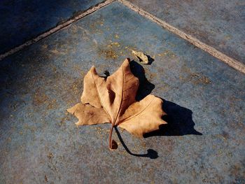 High angle view of maple leaf