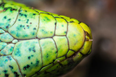 Close-up of green lizard