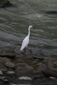 High angle view of egret perching on rock at river