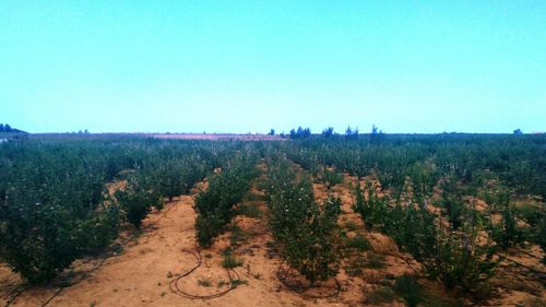Scenic view of field against clear sky