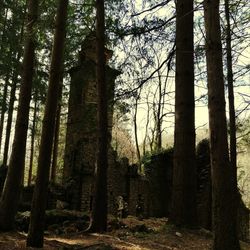 Trees in forest