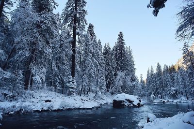 Snow covered trees against sky