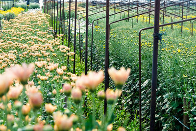 Close-up of flowering plants on field