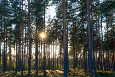 Sunset in the forest