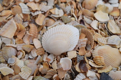 Full frame shot of shells