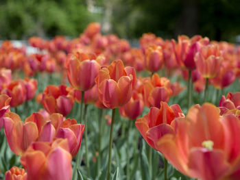 Close-up of red tulips in field