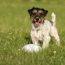 Portrait of dog running in grass field