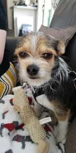 Close-up portrait of dog at home