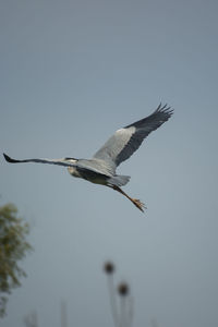 Low angle view of bird flying in sky