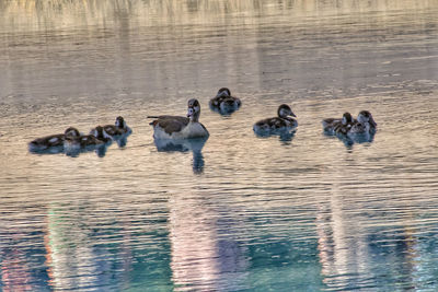 Ducks swimming in lake