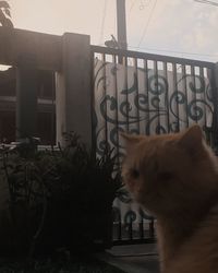 Cat sitting on railing