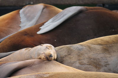 High angle view of sheep sleeping