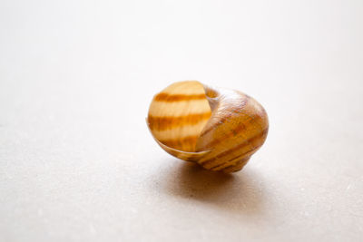 Close-up of snail