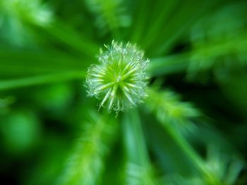 Close-up of water drops on dandelion