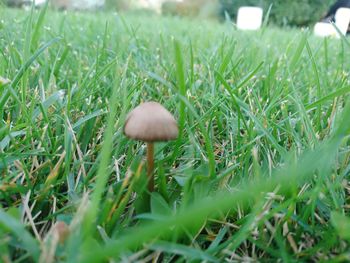 Close-up of mushroom growing on field