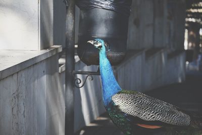 Close-up of a peacock