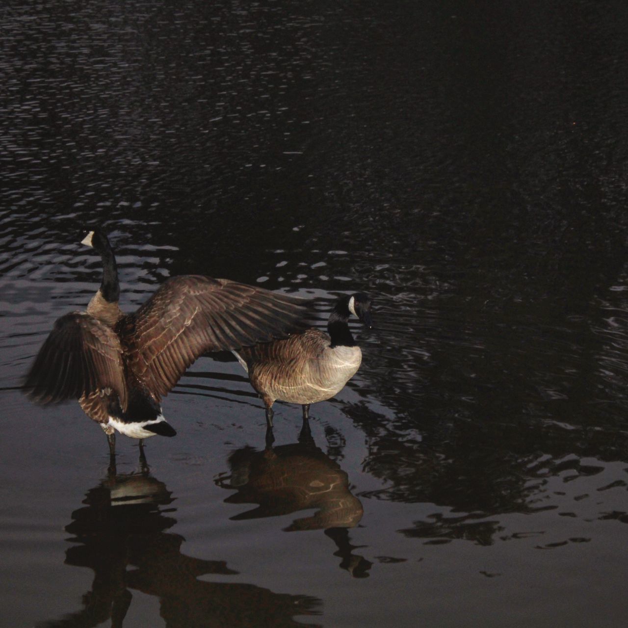 animal themes, animals in the wild, bird, wildlife, water, lake, duck, reflection, waterfront, nature, medium group of animals, swimming, togetherness, flock of birds, rippled, goose, spread wings, outdoors, water bird, two animals