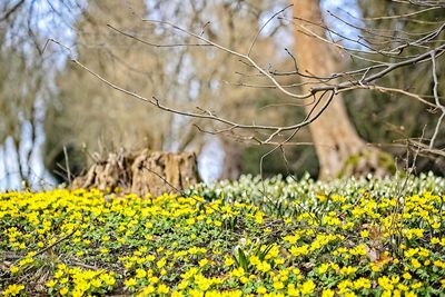 Yellow flowering plants on field