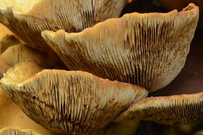 Close-up of mushrooms