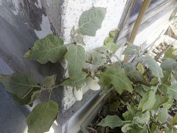 High angle view of vegetables on plant