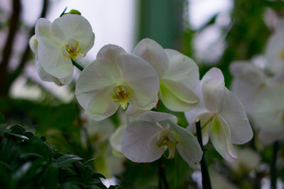 Close-up of plant