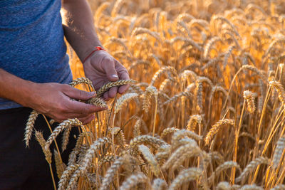 Midsection of man holding wheat