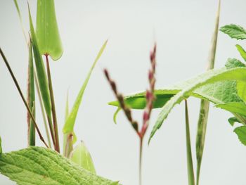 Close-up of insect on plant