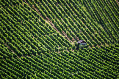 Full frame shot of rice field