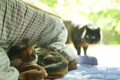 A black cat that can't help but want to play with a tabby cat