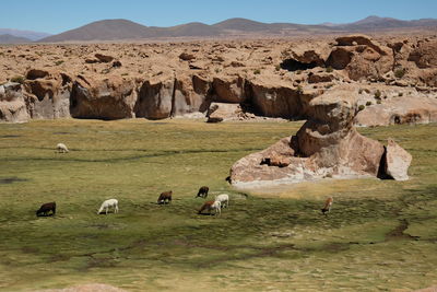 natural environment