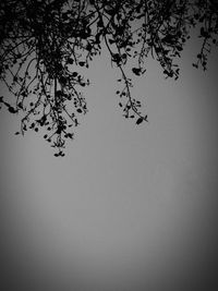 Low angle view of tree against clear sky