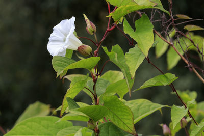 Close-up of flowering plant