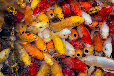 Full frame shot of fish in sea