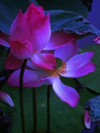 Close-up of pink flowers