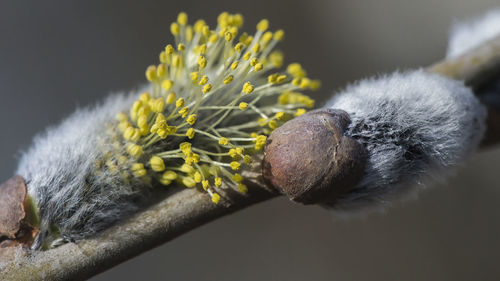 Close-up of yellow flowering plant