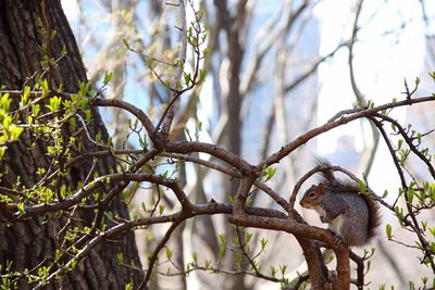 Low angle view of bird perching on tree against sky