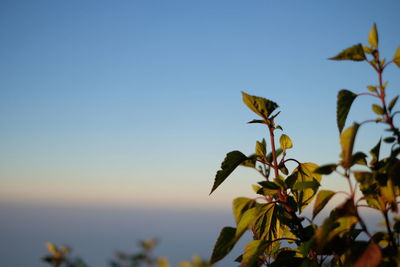 Close-up of flowering plant against clear sky